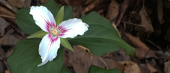 lwildflower with three large, white petals