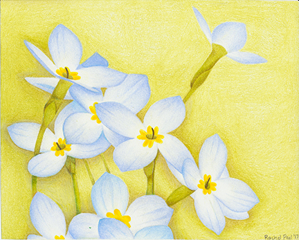 artwork of white flowers with yellow background