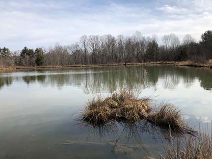 small pond in winter