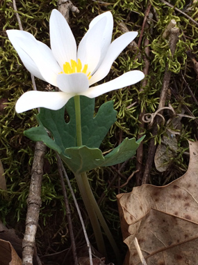 bloodroot