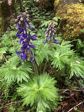 Dwarf larkspur growing in the forest along New River purple flower growing in the forest