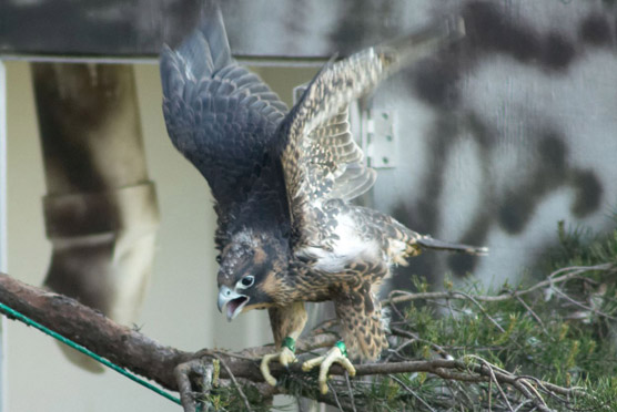 Young falcon testing its wings