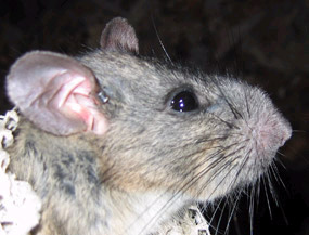 Allegheny woodrat
