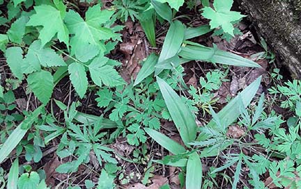 long-leaved green plants