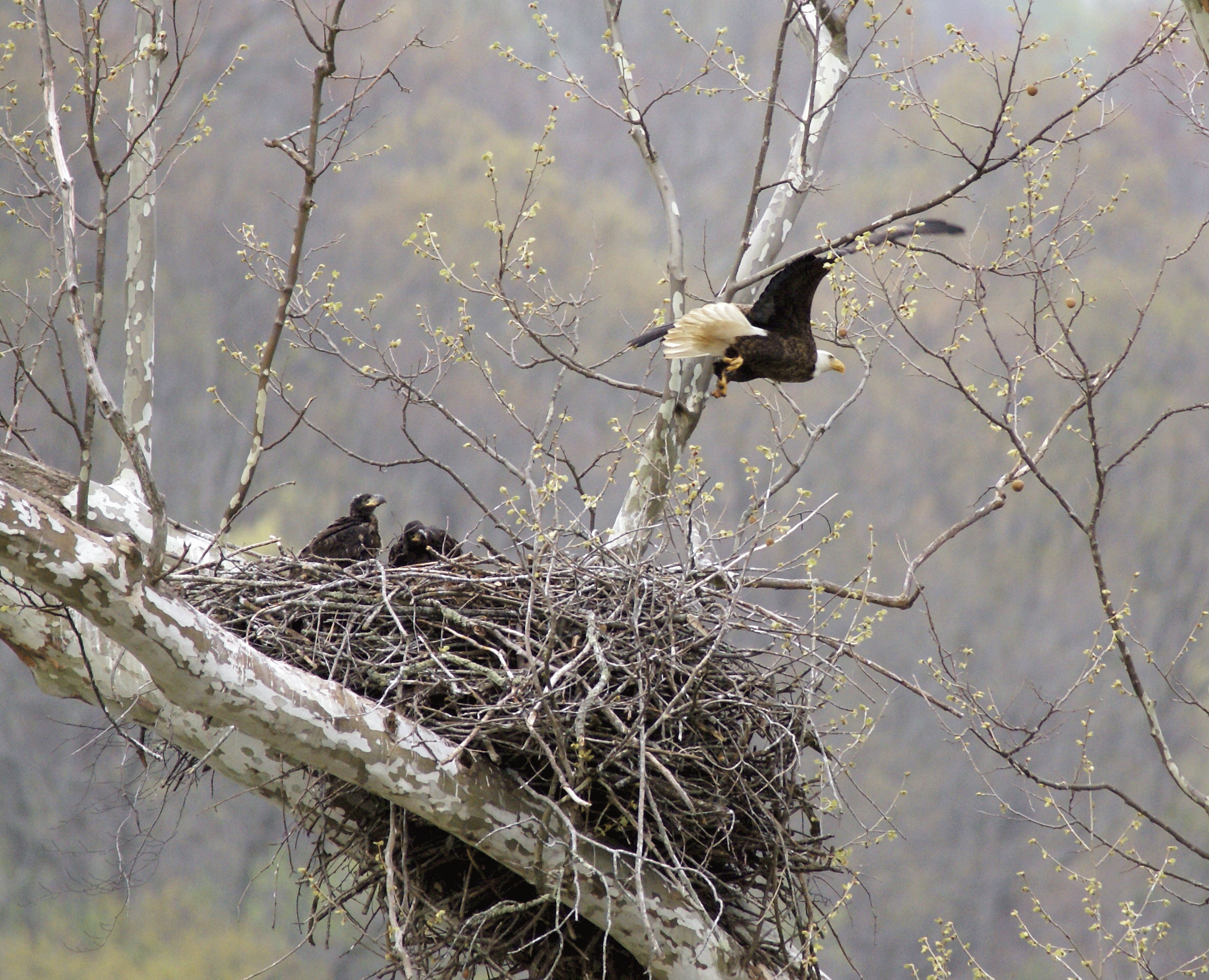 Adult bald eagle over nest with chicks