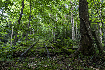 RR tracks disappear into the forest RR tracks disappear into the forest