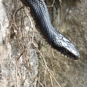 black rat snake