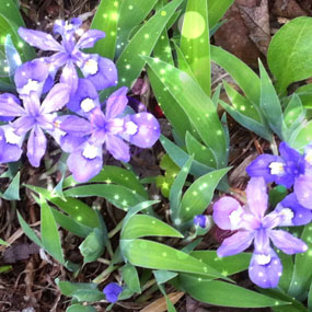 Crested iris