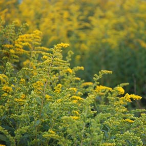 Goldenrod