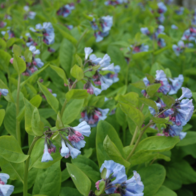 Virginia Bluebells