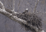 Bald Eagle and chicks