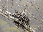 Eagle chick on the nest