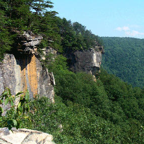 forest and cliffs on the edge of the gorge