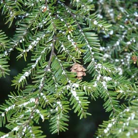 hemlock wooley adelgid on hemlock needles