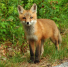 Red Fox