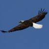 bald eagle soaring