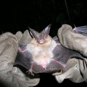 bat held in researchers hands