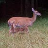 doe and fawn
