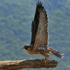 peregrine falcon perched on branch