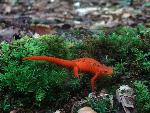 Red Eft