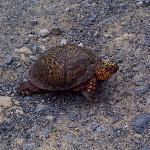 Eastern Box Turtle