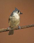 Tufted Titmouse