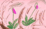 Pink Ladys Slipper