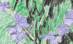 Phlox