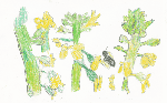 Winter Cress