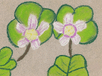 Wood Sorrel