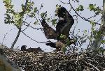 Two chicks on the nest, April 20, 2012
