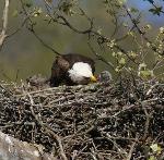 Adult feeding chicks, April 7, 2012