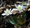 bloodroot flower