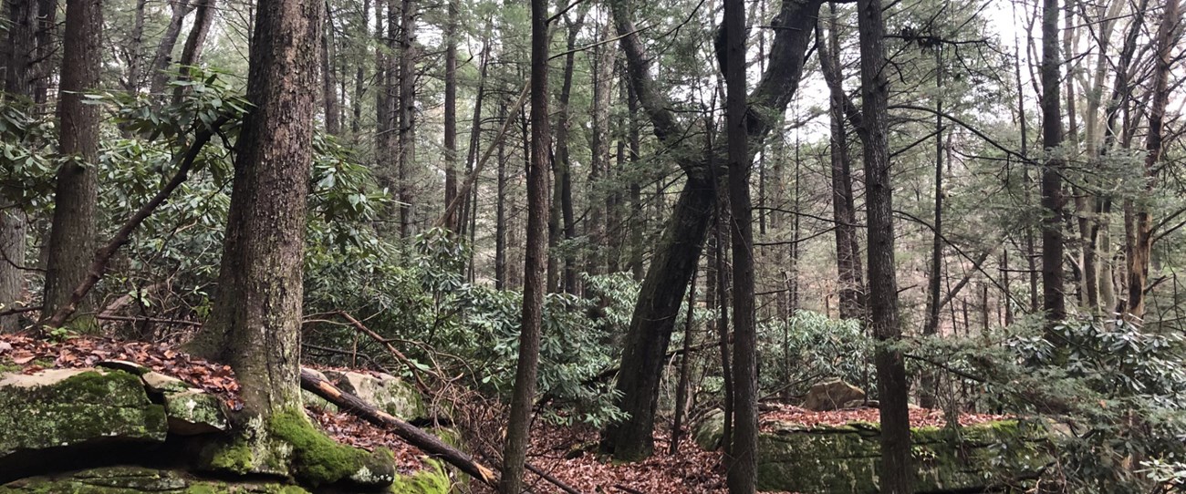 Did You Know? Some Trees Hold Their Dead Leaves Through Winter - Forest  Preserves of Cook County