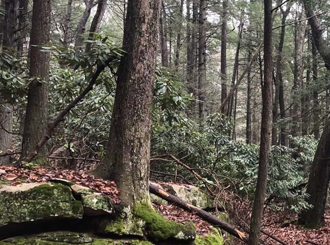 large trees in a forest