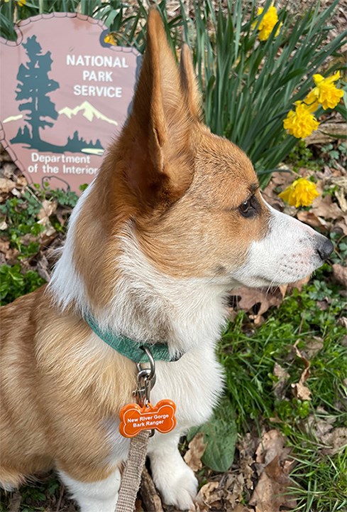 Dog with Bark Ranger tag in front of National Park Service Arrowhead