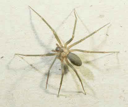 Brown Recluse Spider