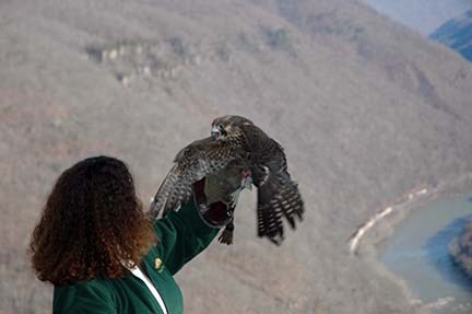 A wildlife rehabilitator releasing a peregrine falcon