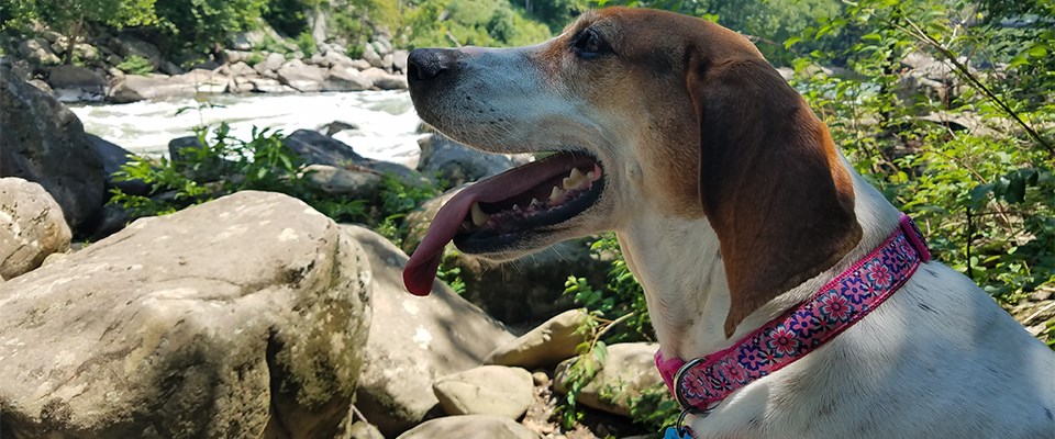 Dog sitting on the rocks by the New River