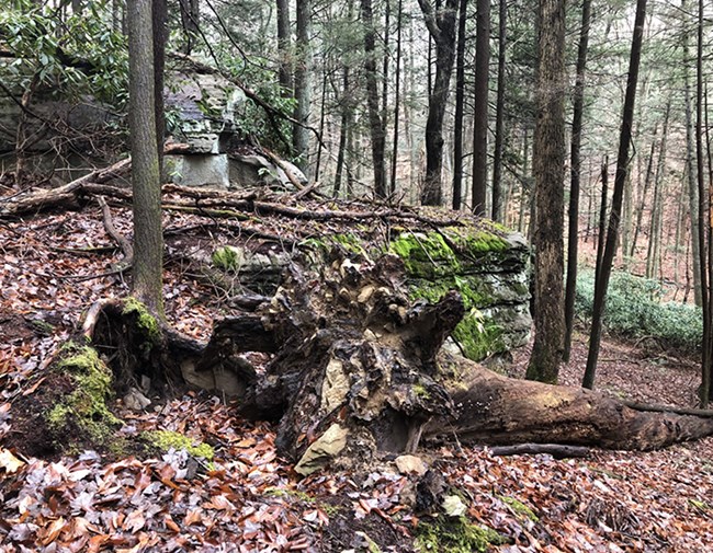 A large tree fallen over in the Burnwood Forest