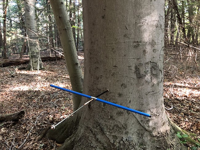 A wide smooth tree in a forest. A blue and black metal tool shaped like a plus sign has one end stuck into the side of the tree trunk.