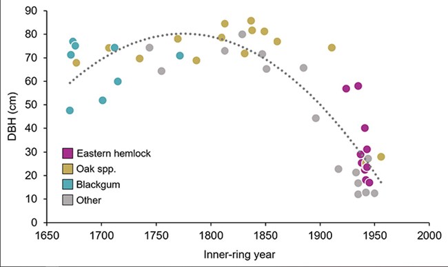 A graph of almost 50 different tree inner-ring size in centimeter by their age in years from 1650 to 2000. The graph curves up then slopes down.