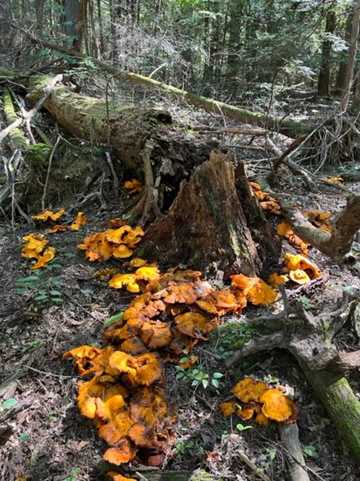 A fallen tree in the forest decomposing with orange flat rounded fungus growing on and around it