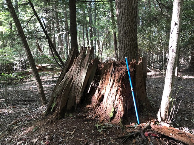 A blue metal rod shaped tool leaning up against a decomposing reddish brown large tree stump.