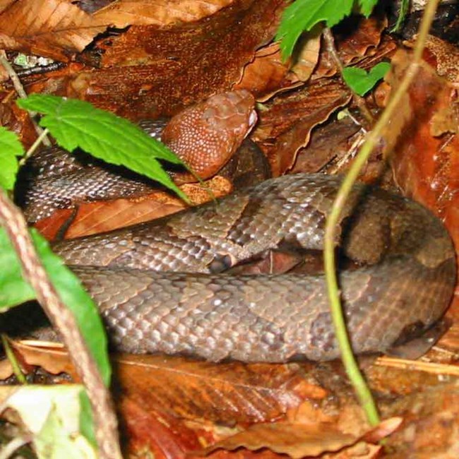 copperhead