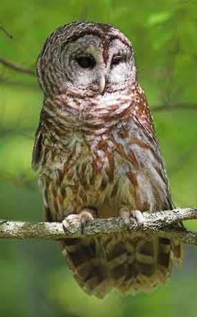 Barred Owl perched on branch