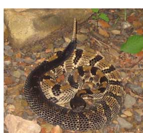 Venomous Snakes - Bluestone National Scenic River (U.S. National