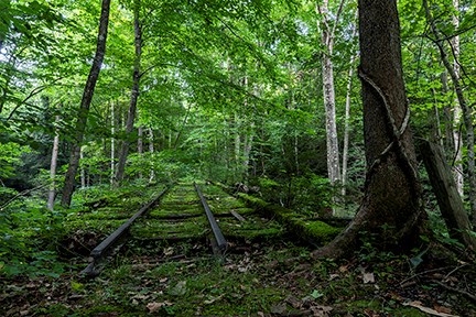 Railroad tracks disappear into a forest