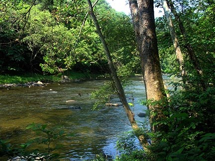 trees hang down over a slow moving river