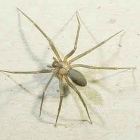 spiders and insects new river gorge national river u s national spiders in wv